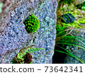 Next to moss (macro photography) 73642341