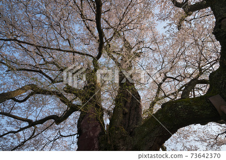《Okayama Prefecture》 Daigo-Sakura designated as a natural monument, April morning 73642370