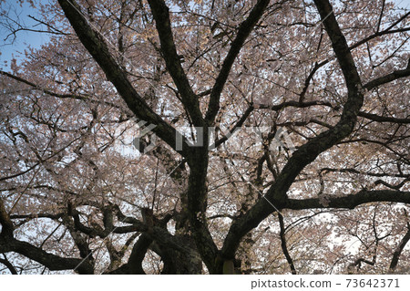《Okayama Prefecture》 Daigo-Sakura designated as a natural monument, April morning 73642371