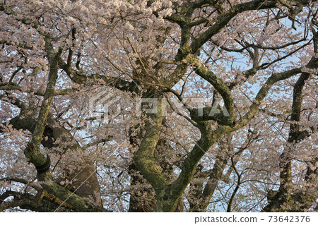 《Okayama Prefecture》 Daigo-Sakura designated as a natural monument, April morning 73642376