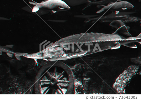 large Beluga fish swims under water in an aquarium 73643002