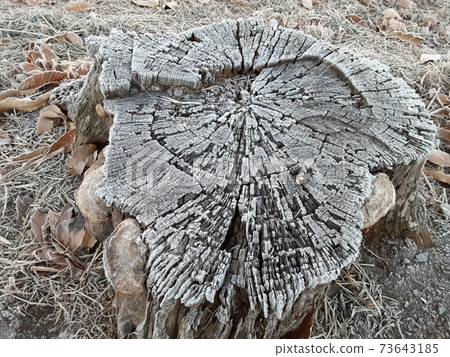 冬季早晨結霜的樹樁 冬季早晨結霜的樹樁 73643185