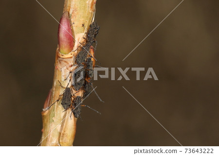 Creatures Insects Willow aphids, larvae during wintering. Male because it is slender and you can see a small wing on the chest 73643222