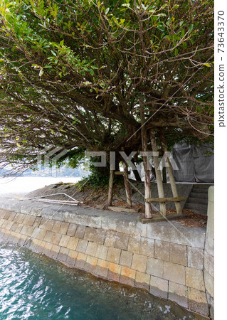 [熊本縣]三角西港（三角老港） 73643370