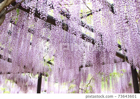 紫藤架子和燈 73643601