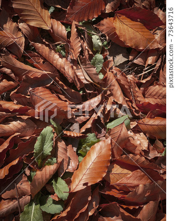 早晨的陽光,秋天的落葉 早晨的陽光,秋天的落葉 73643716