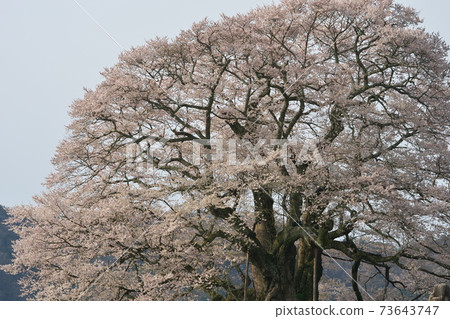 《Okayama Prefecture》 Daigo-Sakura designated as a natural monument, April morning 73643747