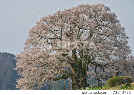 《Okayama Prefecture》 Daigo-Sakura designated as a natural monument, April morning 73643750