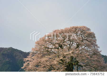 《Okayama Prefecture》 Daigo-Sakura designated as a natural monument, April morning 73643752