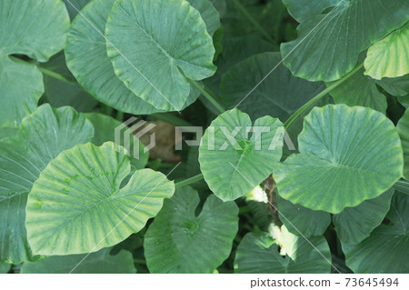 Large leaves with beautiful green 73645494