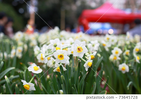 mass narcissus blooming in hong kong at lunar chinese new year flower fair mass narcissus blooming in hong kong at lunar chinese new year flower fair 73645728