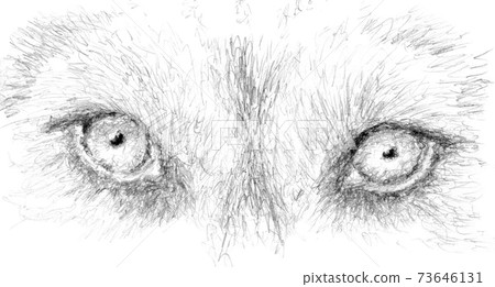 Macro eyes of a wild animal looking attentively. Siberian huski 73646131