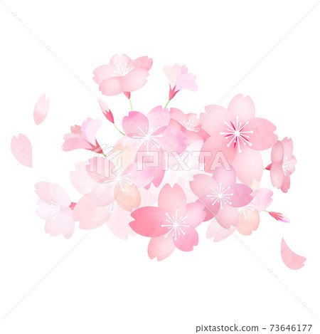 Cherry material-there are multiple variations Cherry material-there are multiple variations 73646177