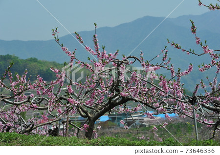 Spring, copy flowers, fine buds, gamgok, Chungju, peach trees Spring, copy flowers, fine buds, gamgok, Chungju, peach trees 73646336