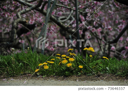 Spring, copy flowers, fine buds, gamgok, Chungju, peach trees Spring, copy flowers, fine buds, gamgok, Chungju, peach trees 73646337