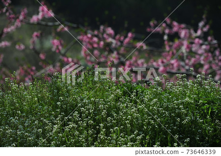 春天，複製花朵，細芽，蓋果，忠州，桃樹 73646339