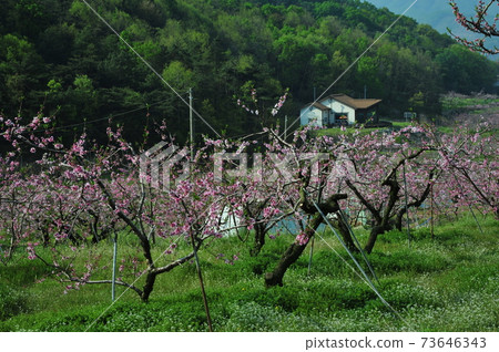 春天,複製花朵,細芽,蓋果,忠州,桃樹 春天,複製花朵,細芽,蓋果,忠州,桃樹 73646343
