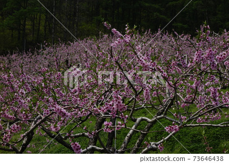 春天,複製花朵,細芽,蓋果,忠州,桃樹 春天,複製花朵,細芽,蓋果,忠州,桃樹 73646438