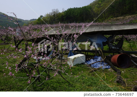 Gamgok水庫,春天的花朵,輻射花,忠北 Gamgok水庫,春天的花朵,輻射花,忠北 73646697