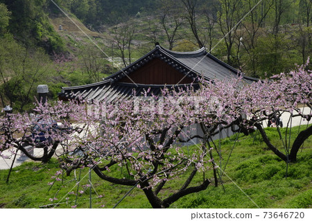 Gamgok Reservoir, Spring Flowers, Radiation Flowers, Chungbuk Gamgok Reservoir, Spring Flowers, Radiation Flowers, Chungbuk 73646720