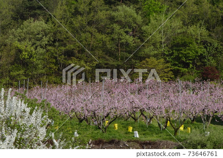 Gamgok水庫,春天的花朵,輻射花,忠北 Gamgok水庫,春天的花朵,輻射花,忠北 73646761