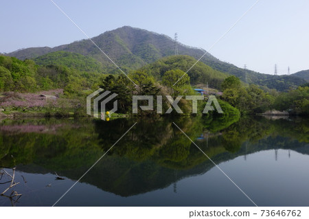 Gamgok水庫,春天的花朵,輻射花,忠北 Gamgok水庫,春天的花朵,輻射花,忠北 73646762