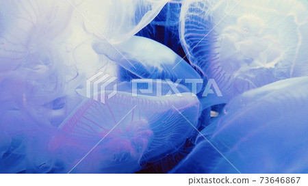 一群白色的水母在藍色的燈光中漂浮 73646867