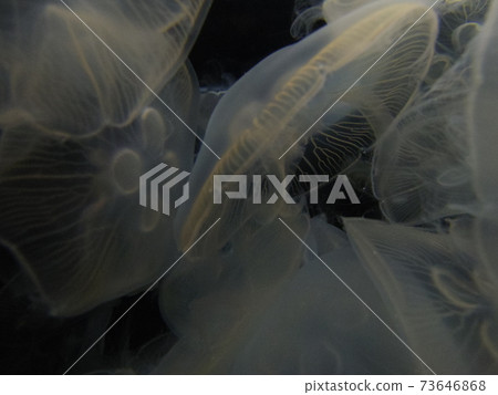 一群白色的水母[黑色背景] 73646868