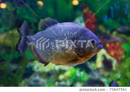 Piranha fish or Pygocentrus nattereri closeup in aquarium 73647561