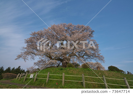 《岡山縣》大五櫻，被指定為自然紀念館，4月上午 73647714