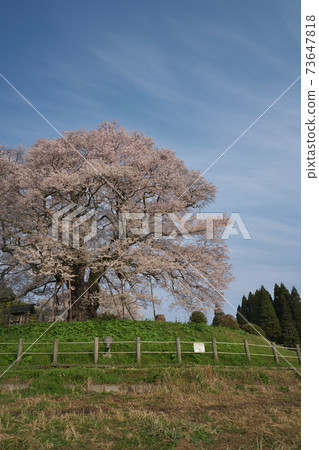 《Okayama Prefecture》 Daigo-Sakura designated as a natural monument, April morning 73647818