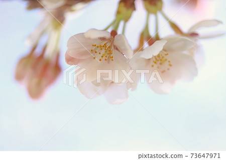 Sakura Sakura 73647971