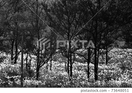 Winter Susuki Winter Susuki 73648051