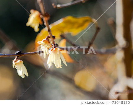Japanese allspice flower that has begun to bloom 73648120