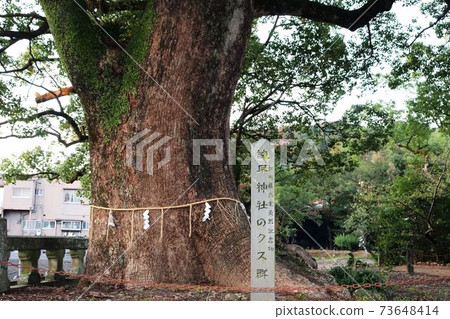 Isahaya Shrine's Kusu group 73648414