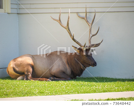 Wild Elk in Yellowstone National Park 73648442