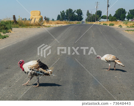 土耳其穿越愛達荷州的街道 73648443