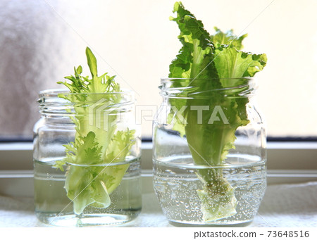 Kitchen garden (reborn lettuce vegetables) Kitchen garden (reborn lettuce vegetables) 73648516