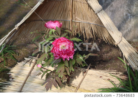 Kashiwazaki Miyaka Garden 73648683