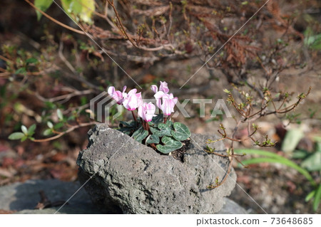 Kashiwazaki Miyaka Garden 73648685
