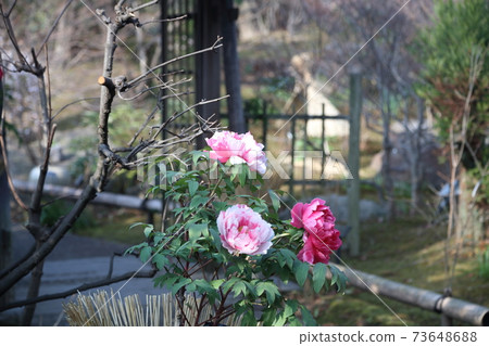 Kashiwazaki Miyaka Garden 73648688