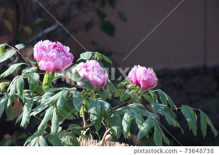 Kashiwazaki Miyaka Garden 73648738