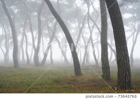 Pine forest Pine forest 73648768