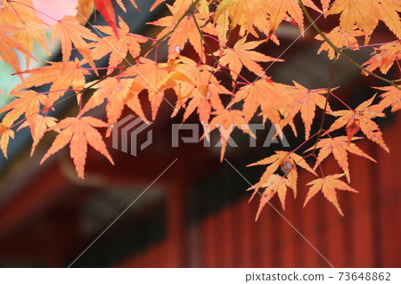 Ohara Sanzenin in late autumn 73648862