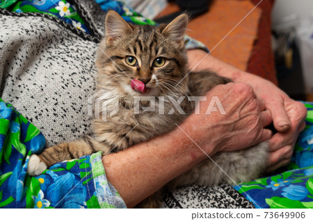 Funny little yard kitten with long hair, Funny little yard kitten with long hair, 73649906
