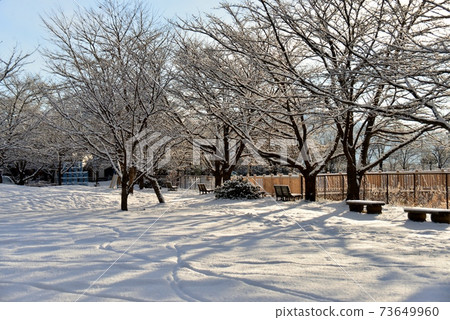 The shade of cherry blossom trees in the snow field 73649960