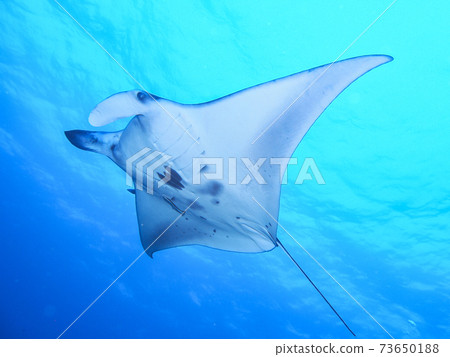 Manta rays swimming in the sea 73650188