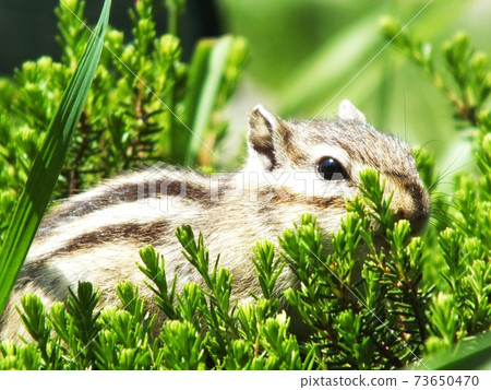 Chipmunk B9 Chipmunk B9 73650470