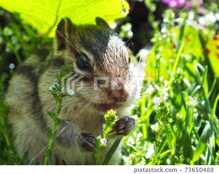 西馬里斯B25 西馬里斯B25 73650488