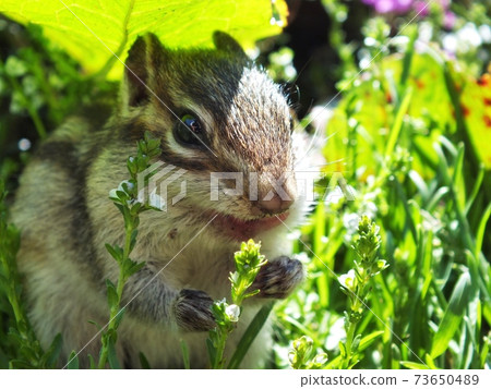 Chipmunk B26 73650489